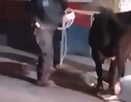Captan a toro deambulando en calles de Pachuca
