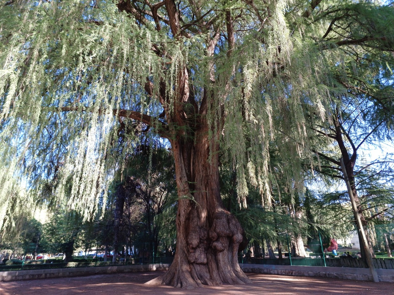 El árbol del matrimonio es un ahuehuete ubicado en la zona de juegos del Parque Guadiana, la leyenda consiste en que los enamorados que vayan a este sitio, tiempo después se unan en matrimonio. Foto: Gerardo Lares.