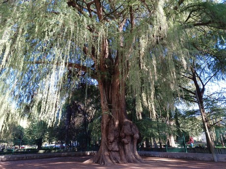 El árbol del matrimonio, una leyenda del Parque Guadiana