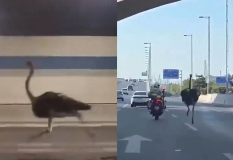 VIDEO: Escapa avestruz de zoológico y desencadena persecución en China