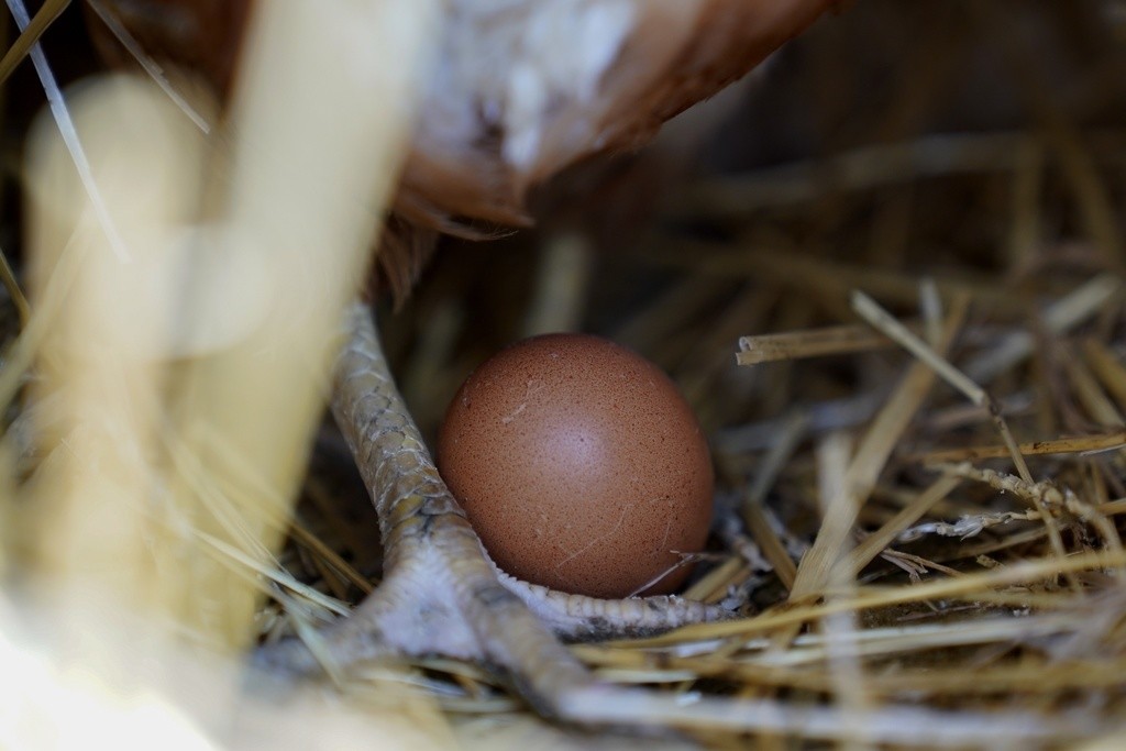 Una gallina permanece de pie junto a un huevo, el 10 de enero de 2023, en una granja en Glenview, Illinois. (AP Foto/Erin Hooley, archivo)