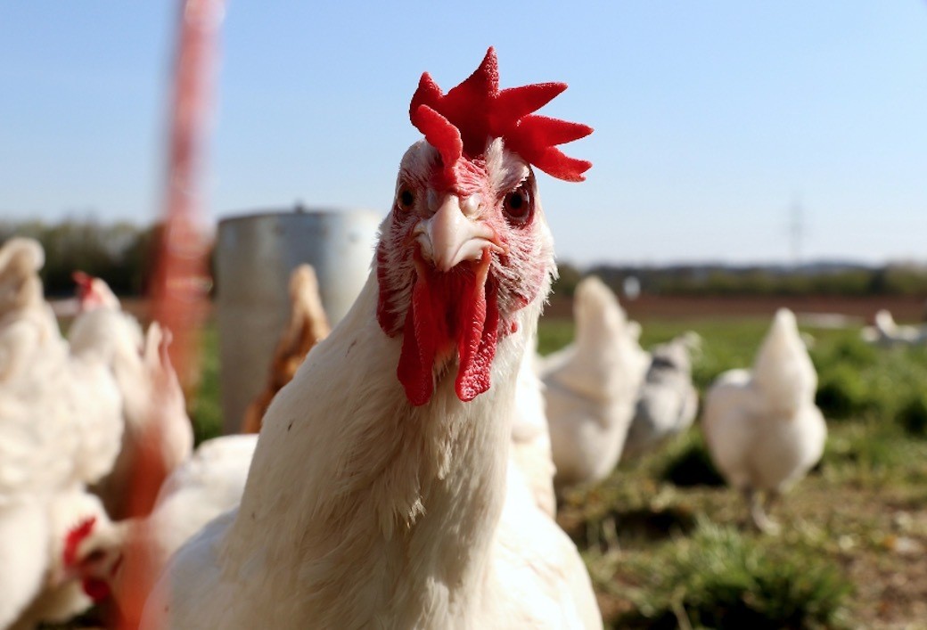 Sacrificarán casi 1 millón de pollos por gripe aviar en granja de Minnesota