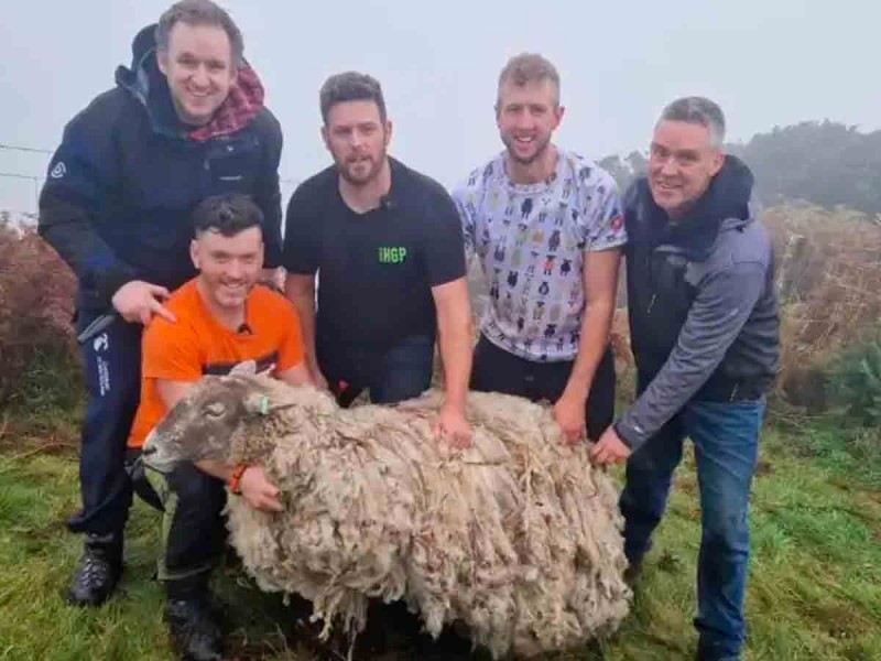 Rescatan a oveja tras pasar dos años atrapada en un acantilado de Gran Bretaña