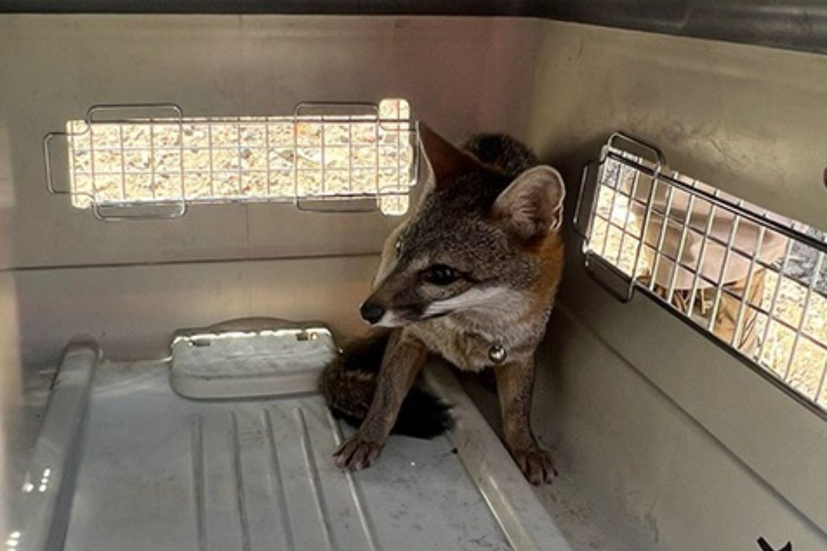Rescatan a zorro en la alcaldía Venustiano Carranza de la Ciudad de México