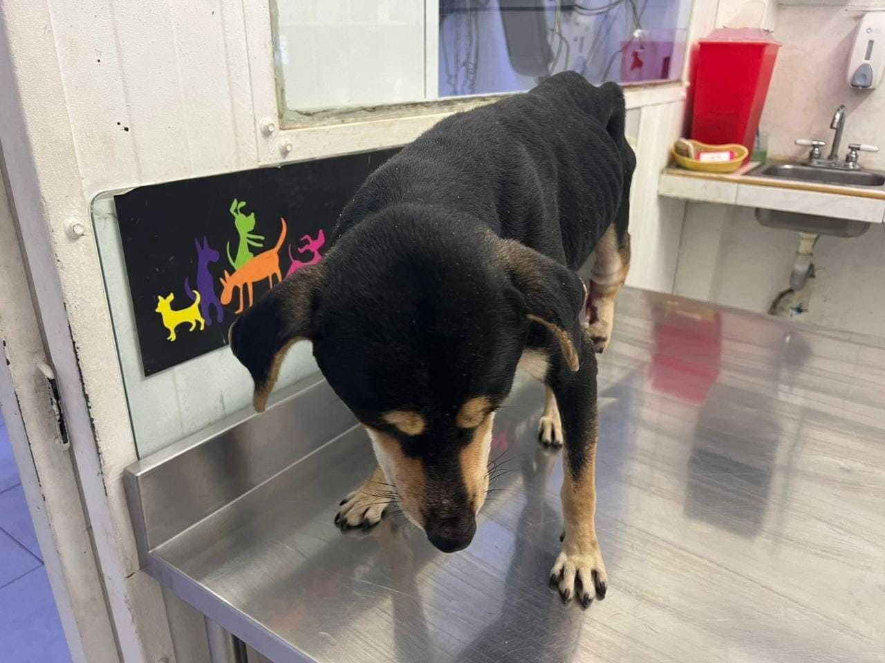 El perrito Toñito ha pasado por una experiencia traumática debido a la negligencia de sus dueños.  Foto. Facebook