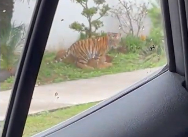 Aunque no se pudo confirmar si el tigre y el león fueron asegurados por la dependencia o si fueron localizados mientras se encontraban jugando en la vía pública. Foto: X @ahtziricardenas.