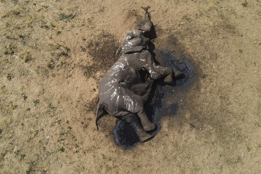 Esta foto proporcionada por el Fondo Internacional para el Bienestar Animal muestra un elefante muerto a pocos metros de una poza de agua en el Parque Nacional Hwange, el 5 de diciembre de 2023. (Privilege Musvanhiri/IFAW vía AP)