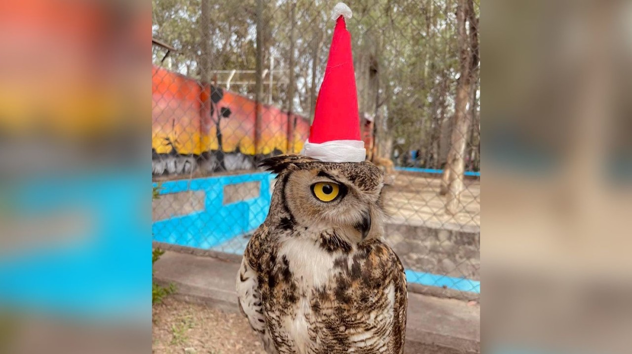 Los animales del Zoológico Sahuatoba disfrutaron de su posada navideña. Foto: Facebook Zoológico Sahuatoba-Durango Verde.