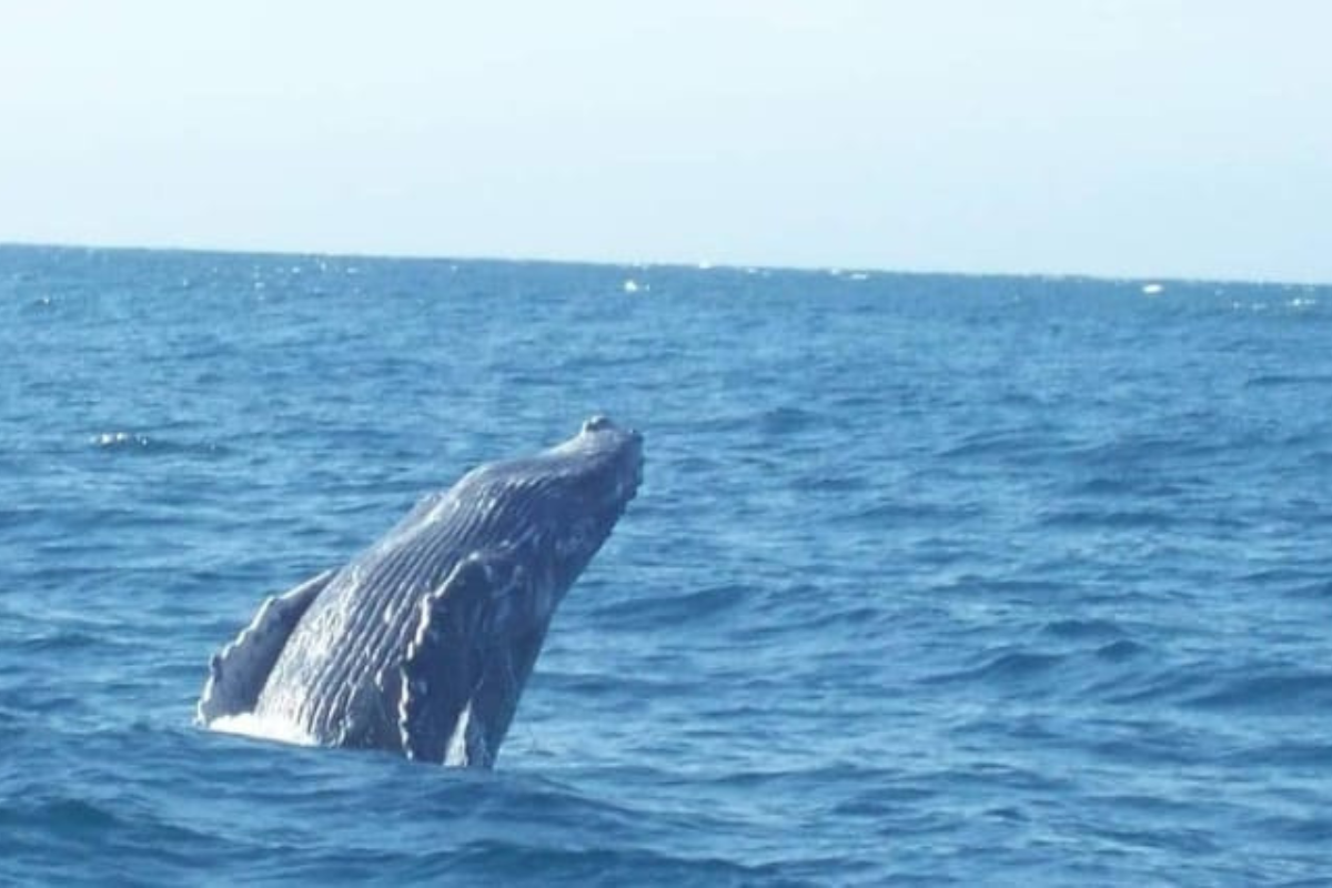 Avistamiento de ballenas en Los Cabos. Foto: Irving Thomas / POSTA BCS