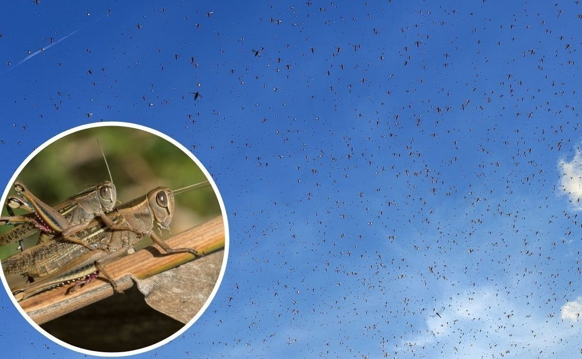 Debido a la presencia de estos insectos se ha realizado una intensa campaña de fumigación