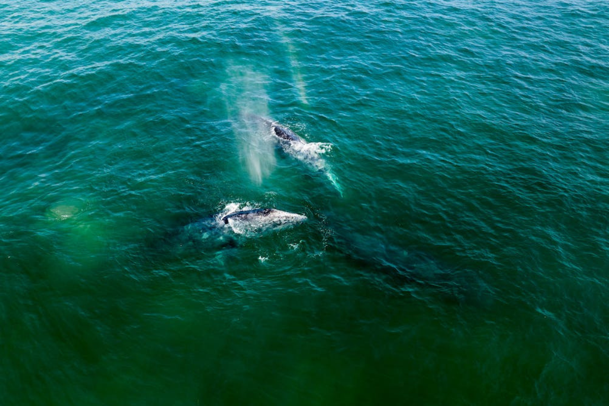 Captan a las primeras ballenas en costas sudcalifornianas. Foto: Josh Withers