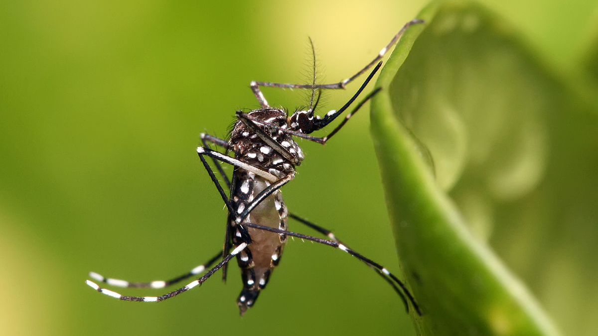 Aedes aegypti, mosco transmisor del dengue.