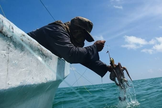 Durante la temporada de pulpo solo se logró capturar 20 mil toneladas del molusco Foto: OMAR XOOL MONTELONGO