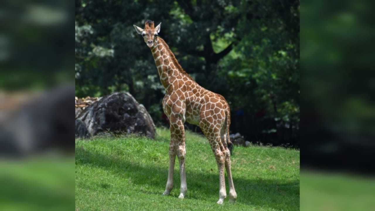 La jirafa Fenn sufrió un traumatismo en la cabeza y el cuello. Foto: Instagram nczoo