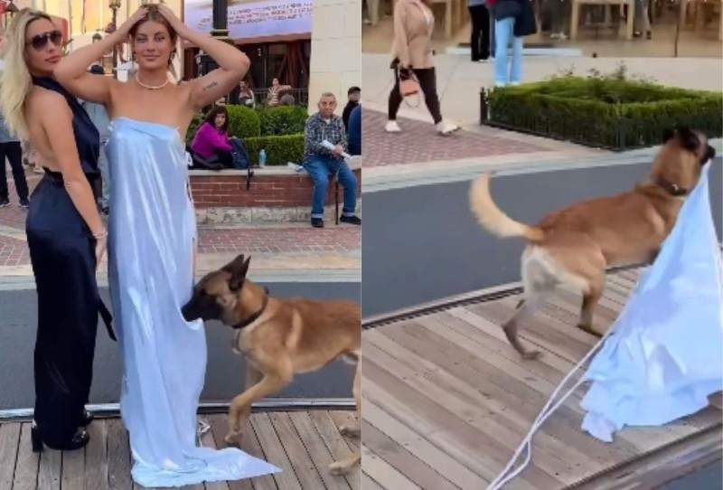 La joven se sorprendió con la acción del can. Foto: Instagram @lovedoginstagood
