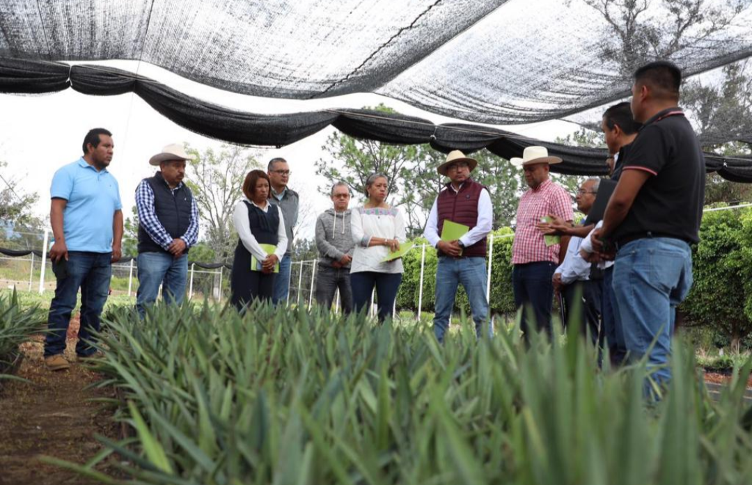 Productores con vocación mezcalera recibirán asesoría por parte de la Dirección de Agricultura y de Probosque. Imagen: GEM