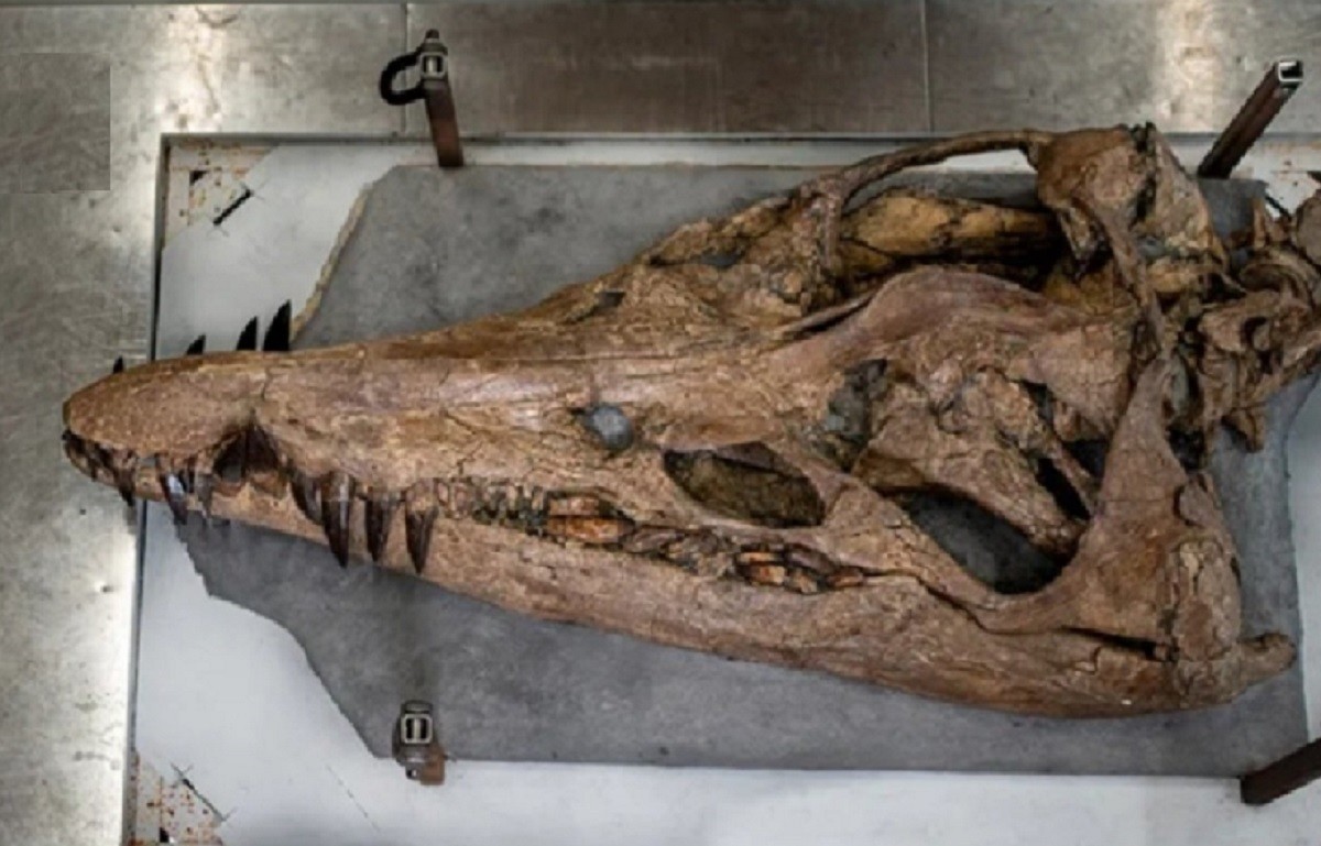 El cráneo del Pliosaurio encontrado por Phil Jacobs mide casi dos metros de largo y conserva sus dientes largos y afilados. Foto: Twitter @Dean_R_Lomax