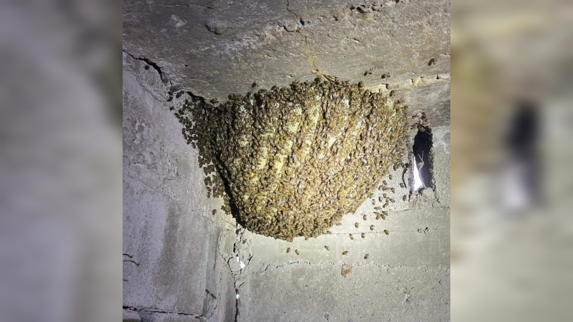 panal de abejas localizado en gómez palacio durango. Foto: cortesía