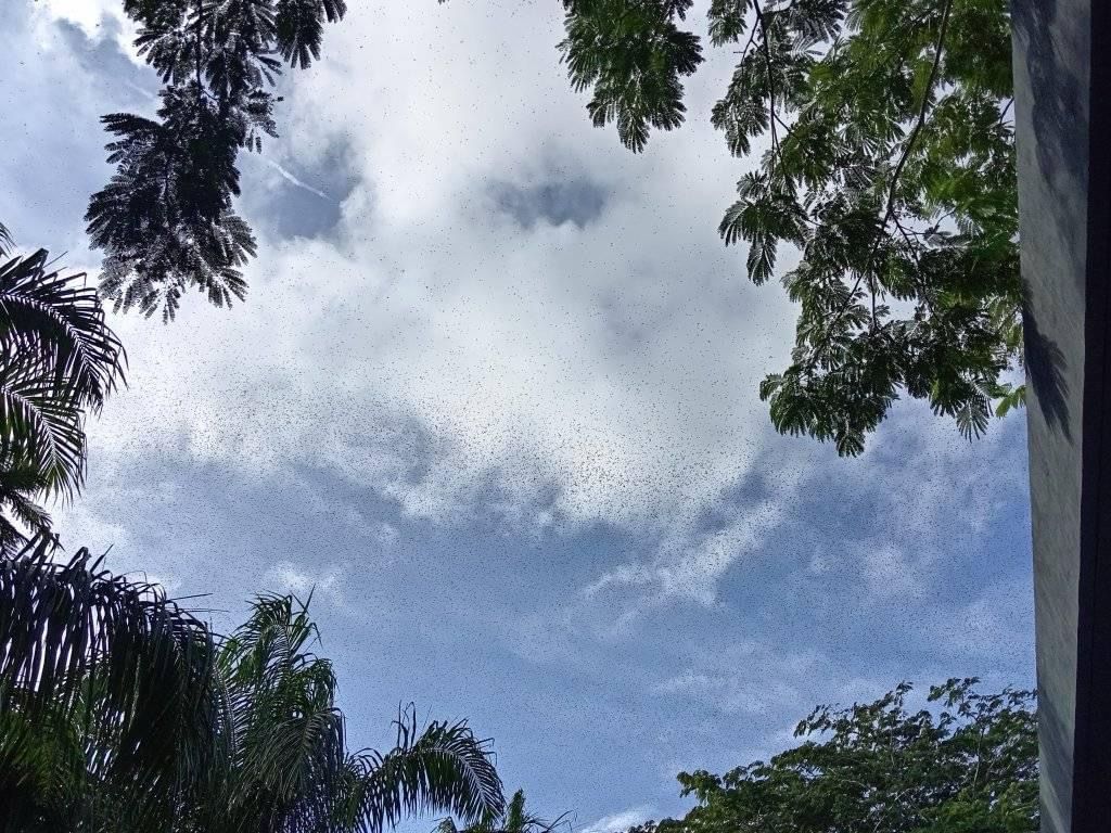 Nube de langostas en la ciudad de Mérida