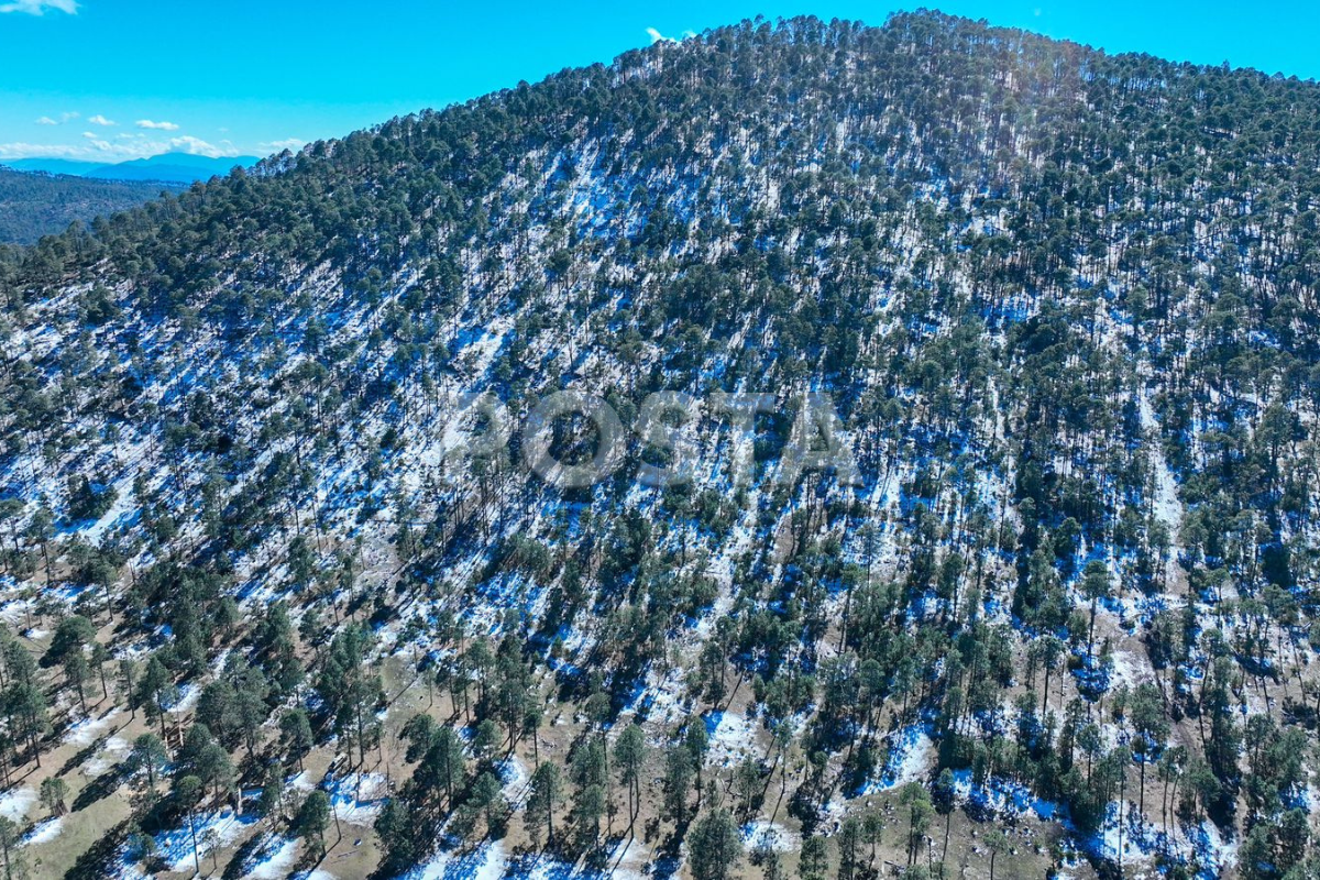 Paisaje nevado en Miquihuana.