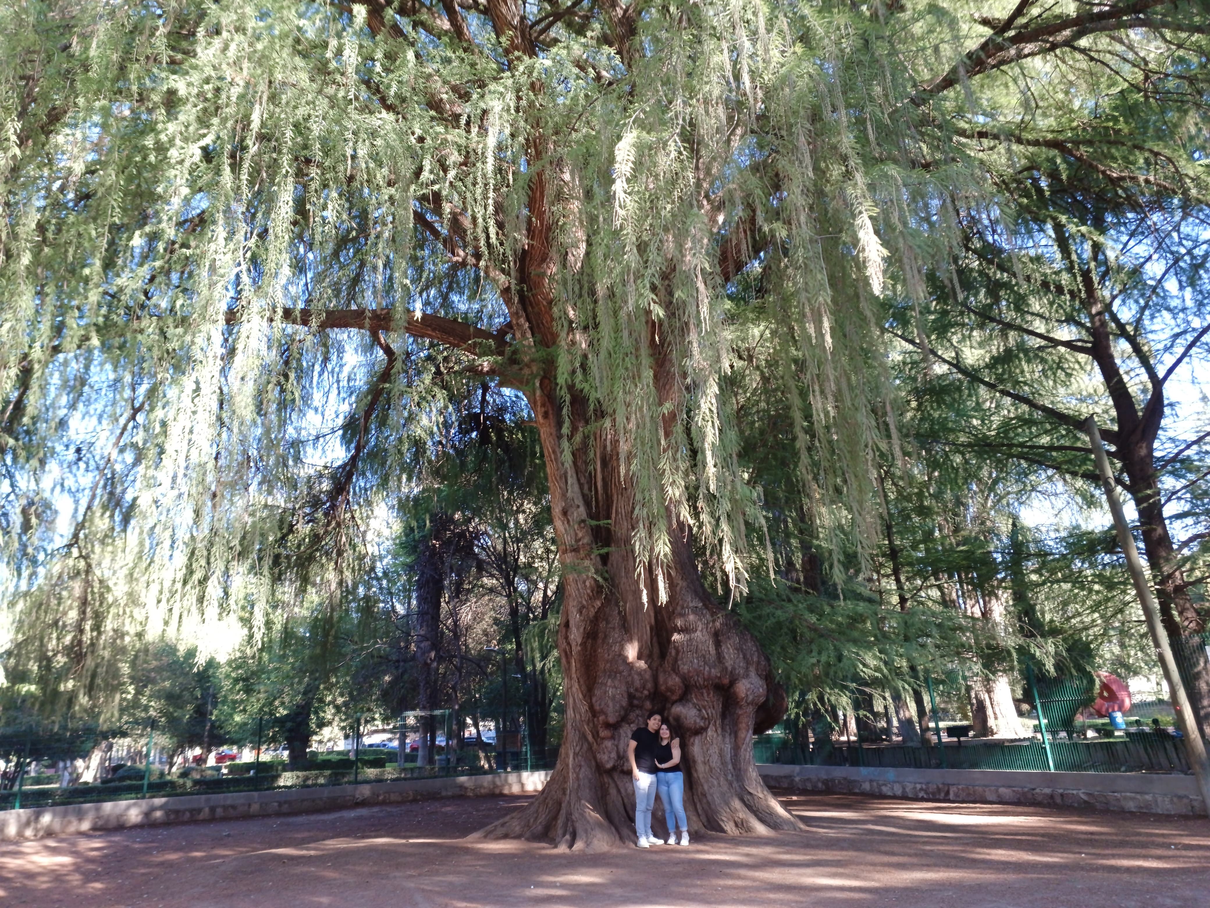 El árbol del matrimonio es un ahuehuete ubicado en la zona de juegos del Parque Guadiana, la leyenda consiste en que los enamorados que vayan a este sitio, tiempo después se unirán en matrimonio. 