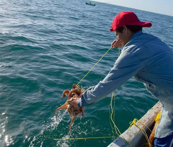 Temporada de pulpo Yucatán