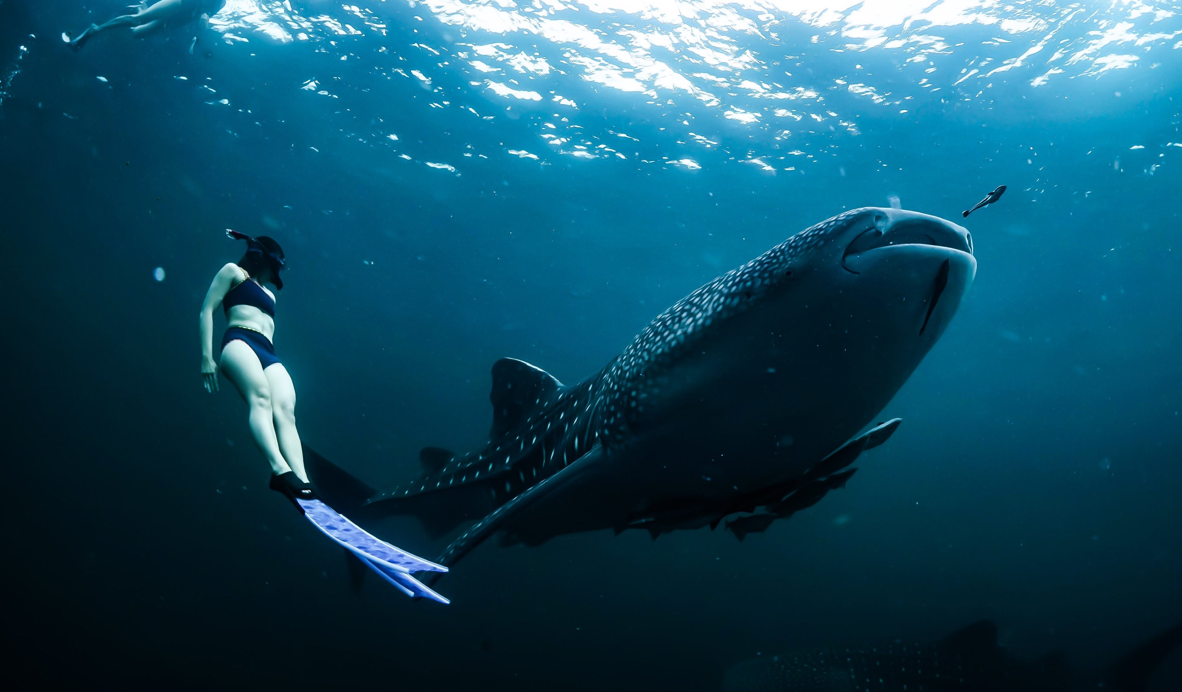 Nado con tiburón ballena
