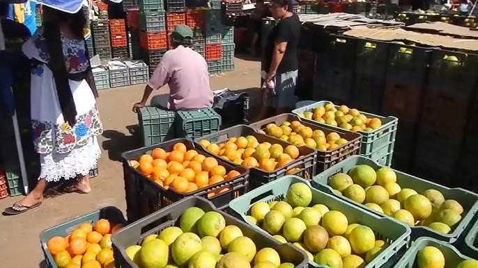 Pobladores del municipio de Oxkutzcab han señalado un aumento en el precio de la naranja dulce durante el fin de semana pasado.- Foto de redes sociales