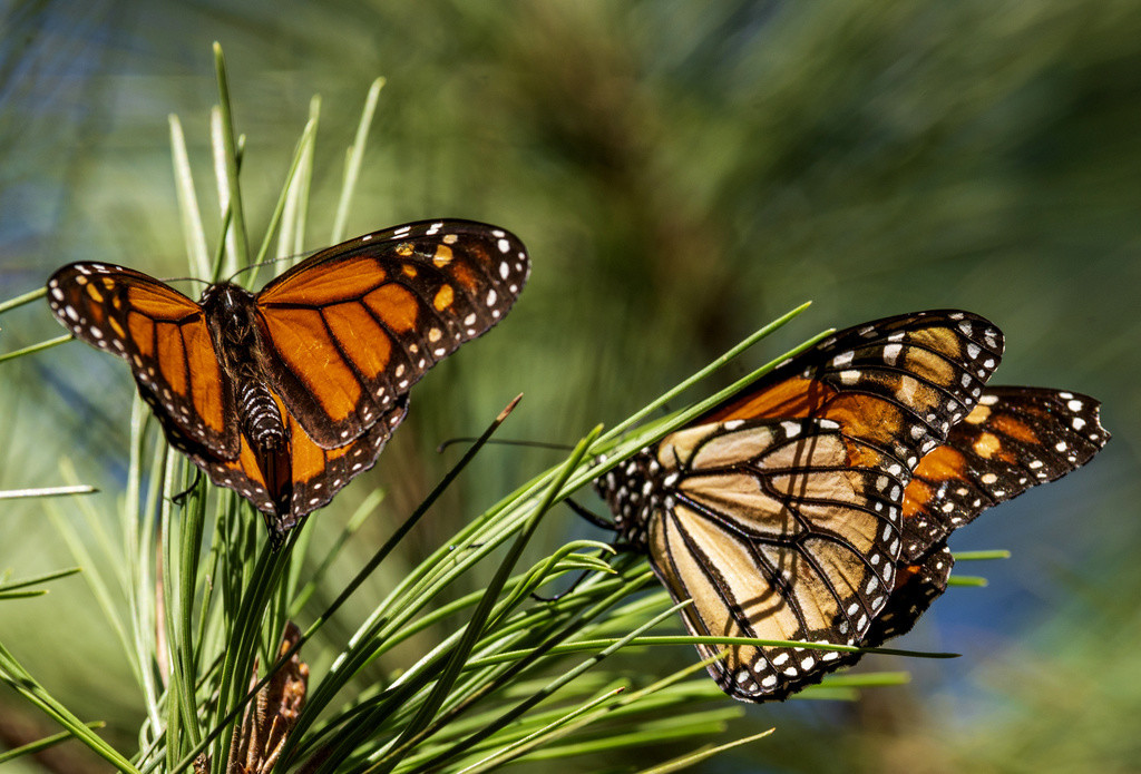Mariposas monarca posadas en ramas del Monarch Grove Sanctuary de Pacific Grove, California, el 10 de noviembre de 2021. (AP Foto/Nic Coury, Archivo)