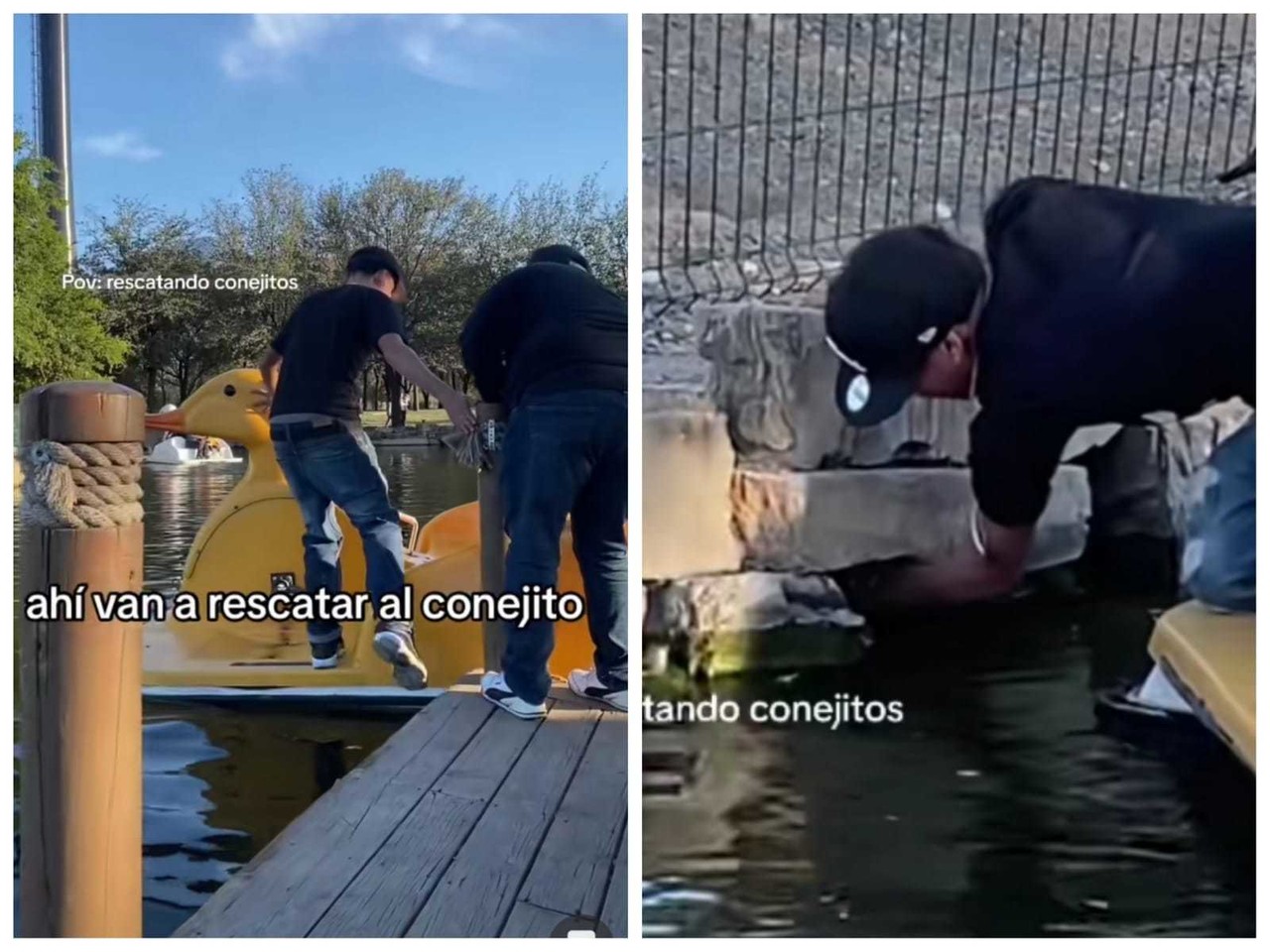 Jóvenes rescatan a conejo en Fundidora... ¡iba a car al agua! (VIDEO)