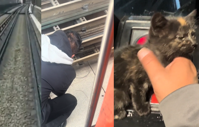 Conductor del Metro de la Ciudad de México se detiene para rescatar a un gatito en peligro. Foto. Captura de Imagen