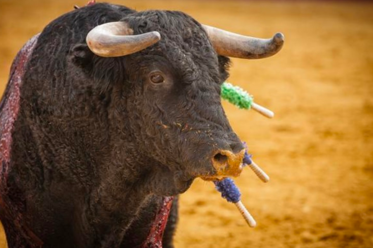 Prohibir escuelas taurinas o relacionadas con crueldad animal: Rocío Abreu. Foto: Especial