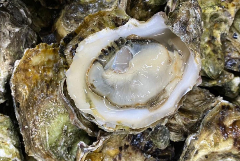 Salud Pública de California notificó un brote de norovirus asociado al consumo de ostras provenientes de Bahía Salina, Sonora. Foto. Twitter