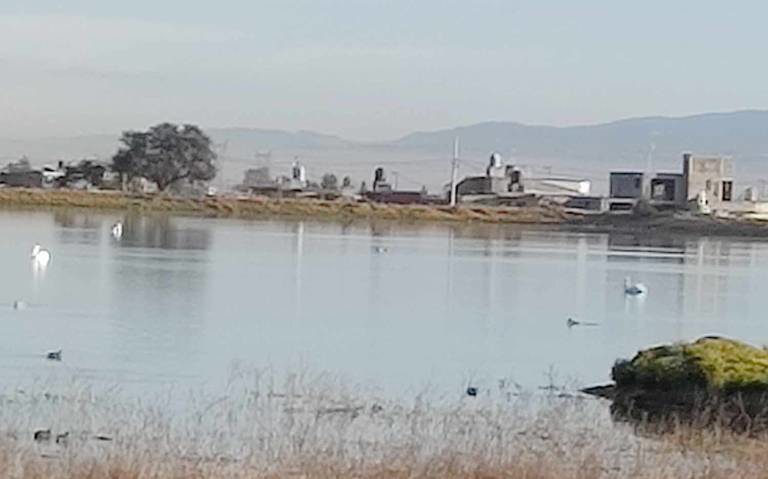 Este lunes 22 de enero se vieron las primeras aves migratorias en la delegación San Pablo Autopan,  en Toluca. Foto: Cortesía vecinos