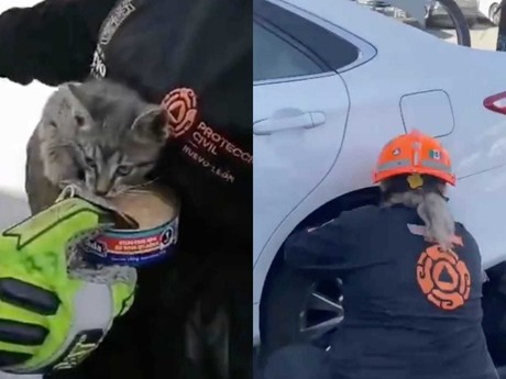 Protección Civil rescata a gato atrapado en auto en Monterrey (VIDEO)