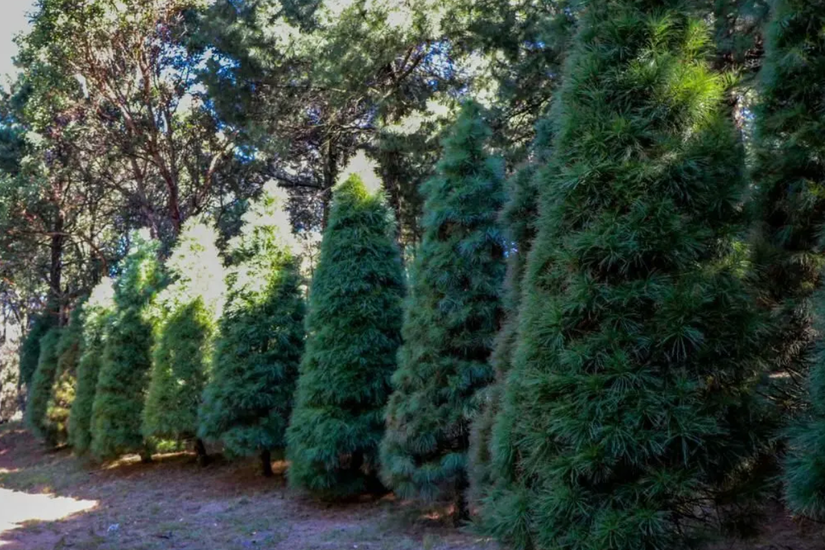 Diferentes alcaldía llevarán a cabo el programa 'ÁrbolXarbol' para ayudar al medio ambiente. Foto: SEDEMA