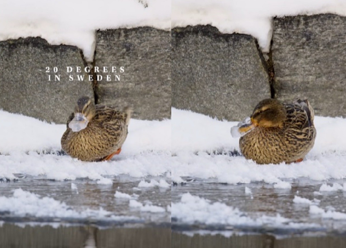 El fotógrafo Patrik Luther detalló que esto sucede a veces cuando los ánades reales se toman un descanso de sumergir sus picos en el agua, permitiendo que capa tras capa de agua se congele una encima de la otra. Foto: Instagram pataluth