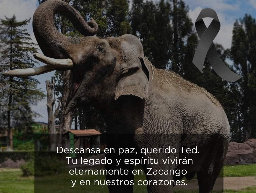 El Equipo del Parque Ecológico de Zacango dio a conocer el deceso de Ted. Imagen: GEM