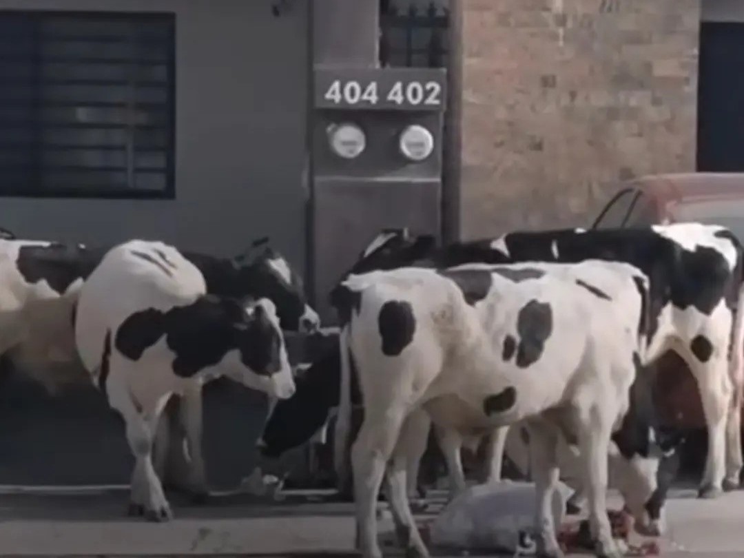 El avistamiento de estas vacas en el fraccionamiento Altabrisa dejó una huella en los vecinos. Foto. Facebook