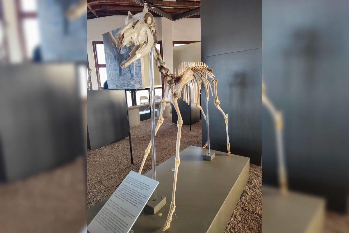 Museo del Berrendo abrió sus puertas en 2022, en Guerrero Negro. Foto: Facebook SETUE BCS