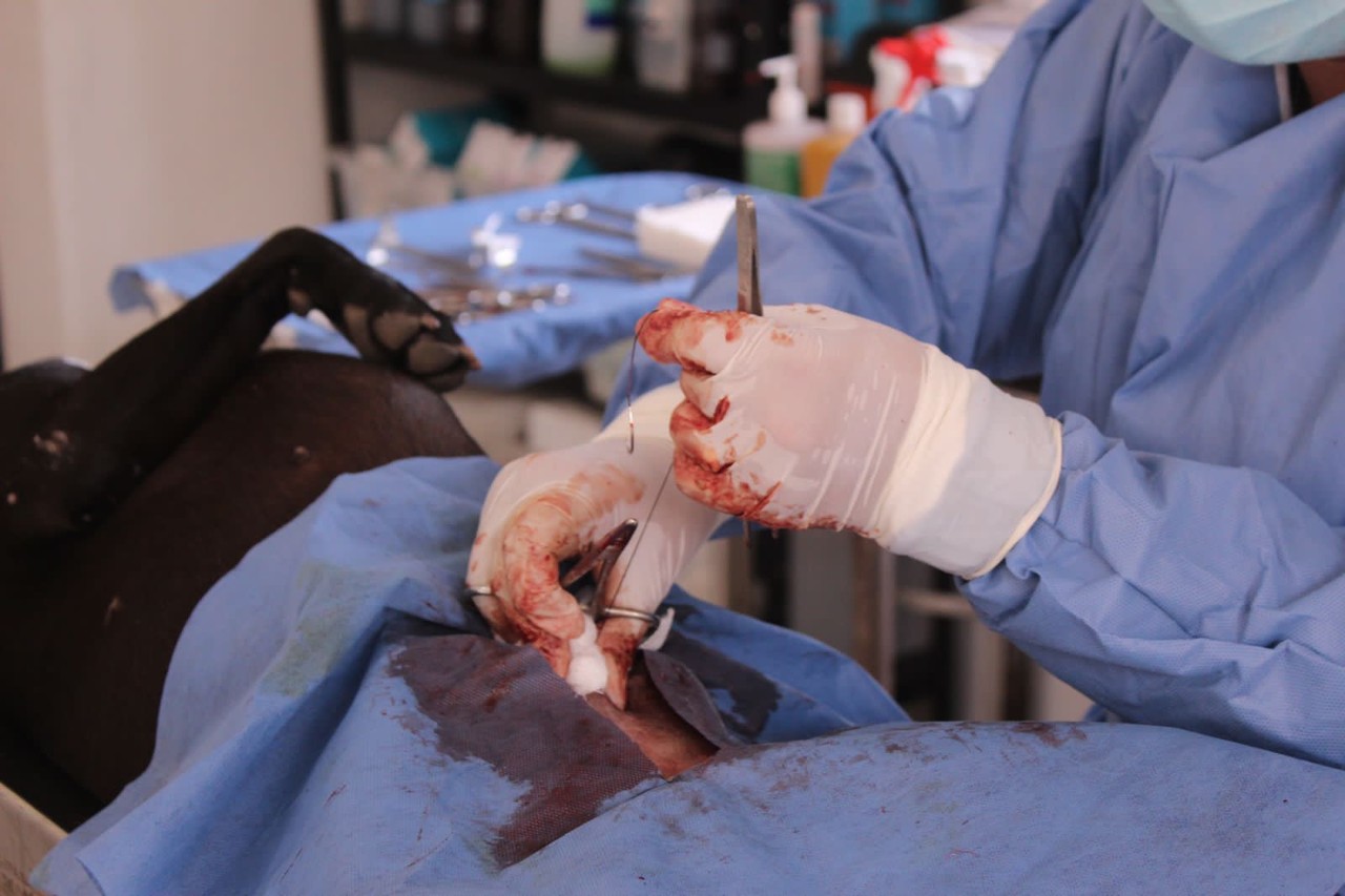 Esterilización en mascotas, genera grandes beneficios para su salud y para los que lo rodean. Foto: Omar Xool Montelongo