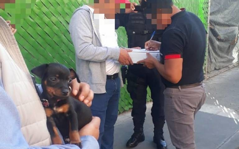 Las autoridades municipales de Toluca buscan evitar que exista la venta de mascotas, promueven la adopción. Foto: Ayuntamiento de Toluca