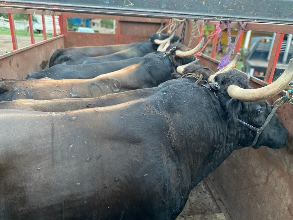 Toros de lidia, del Rancho Santa María de Chocholá. Foto: Omar Xool Montelongo