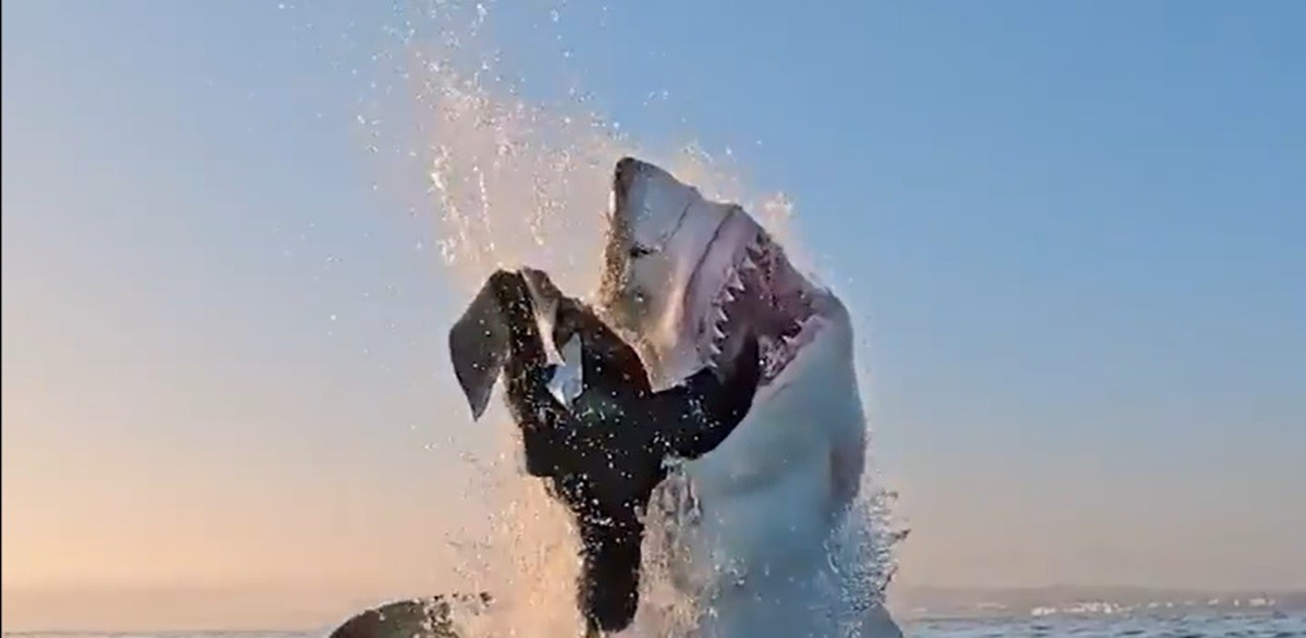 El video sea viralizado y captado la atención de los internautas Foto: Shark Week