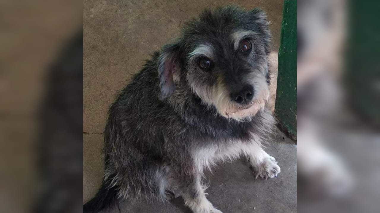 Exigen justicia para Felipa, mascota que murió tras golpiza en Zumpango