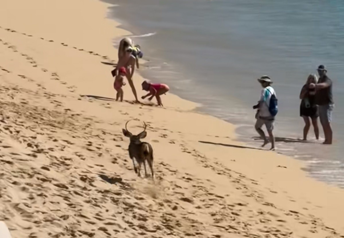 Un venado corriendo sorprendió a turistas en la playa El Médano, en Baja California Sur. Foto: Facebook Oswaldo Callejas Hernández