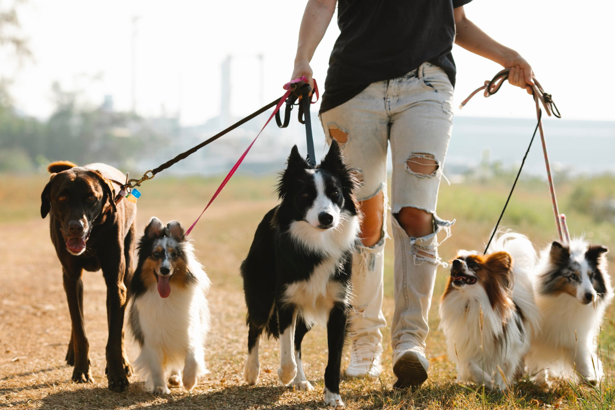 ¡Toma nota!, Agatan lanza curso para paseador de perros en la CDMX. Foto: Pexels