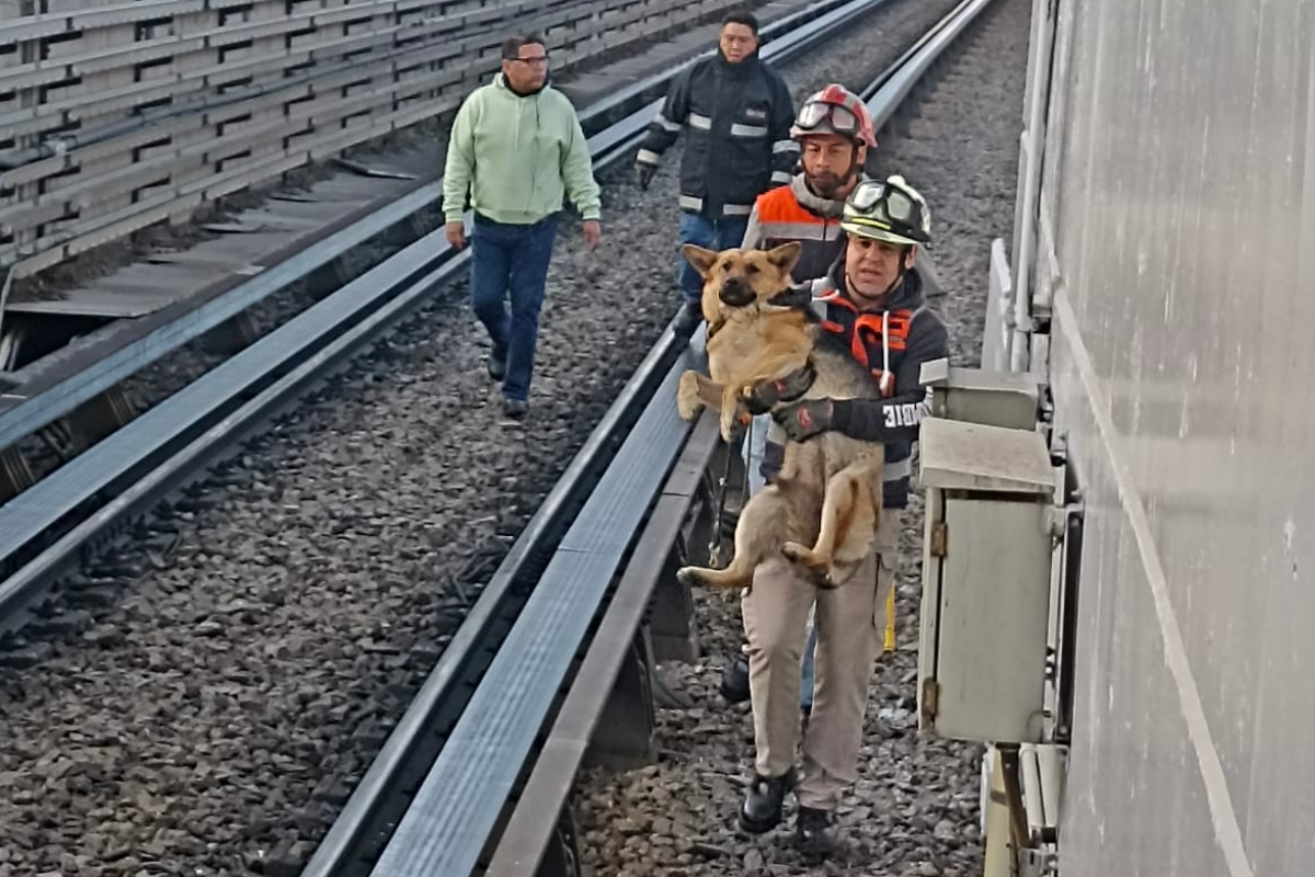 ¡Qué a gusto!, rescatan a perrito que descansaba en vías del Metro de la Línea B. Foto: @MetroCDMX