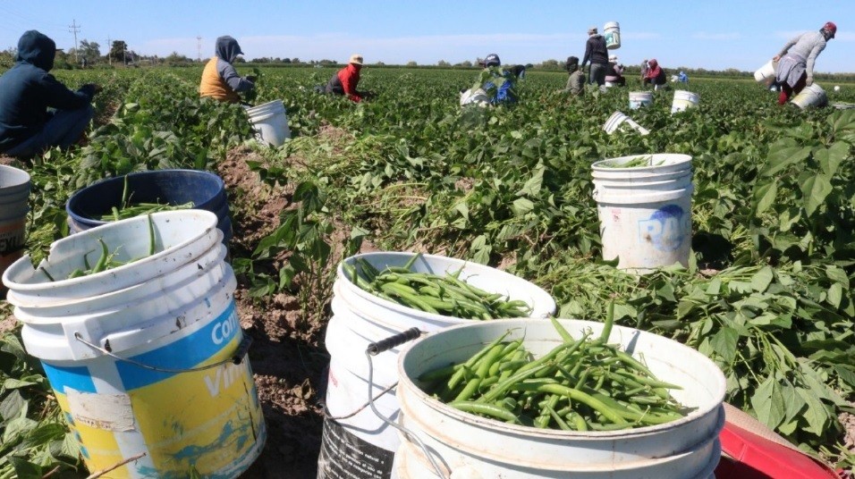 Coparmex advierte que reformas aprobadas ponen en riesgo a empresas del campo Foto: Coparmex