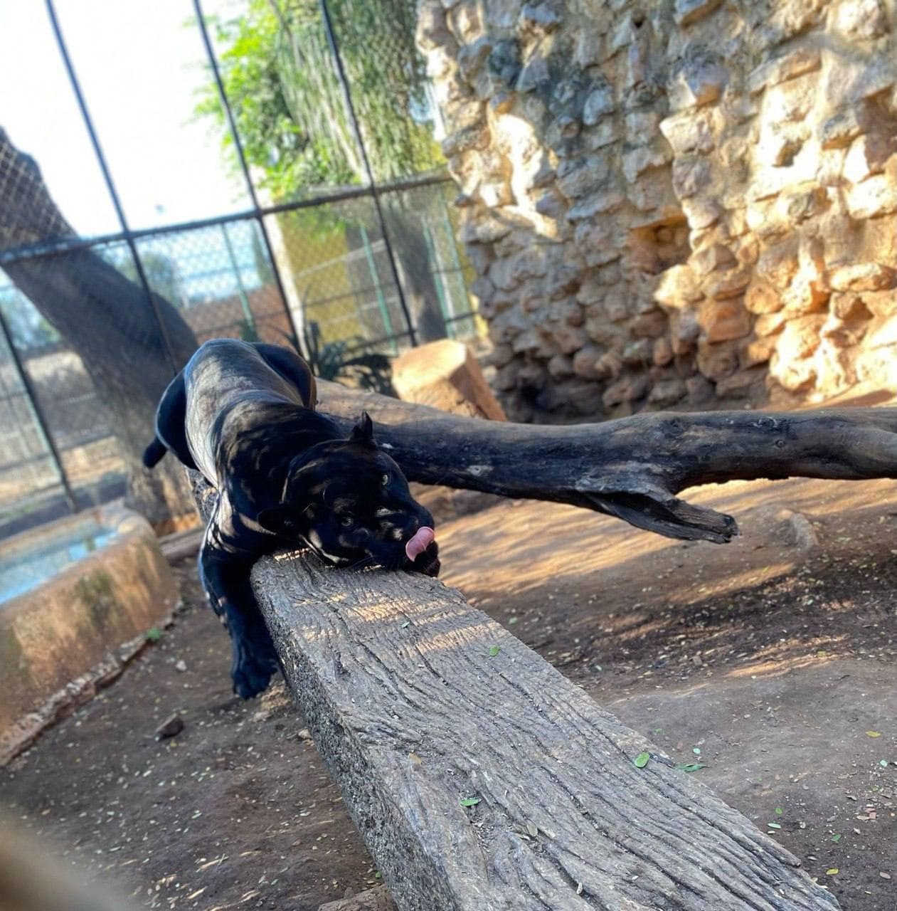 El felino consentido del Parque Zoológico del Centenario. Foto: AyuntaMerida